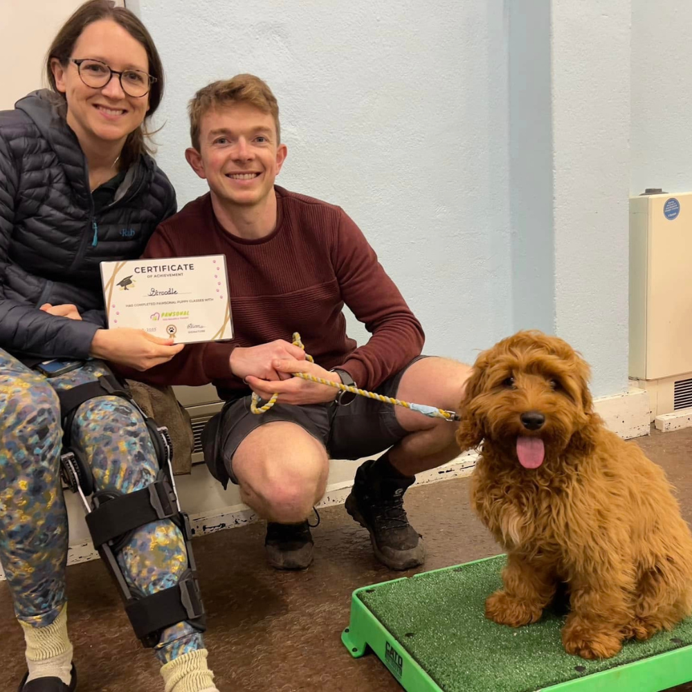 Puppy classes in plymouth by pawsonal dog walker
