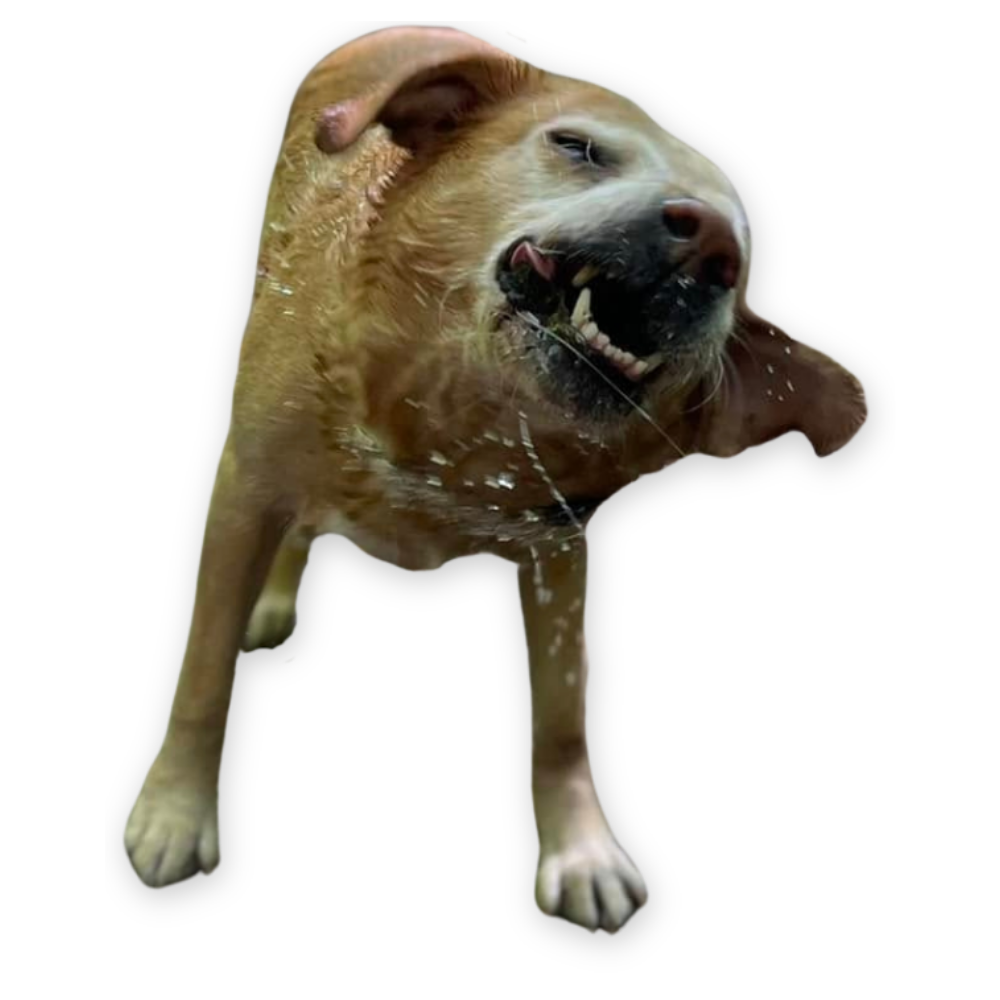 dog walking & training plymouth